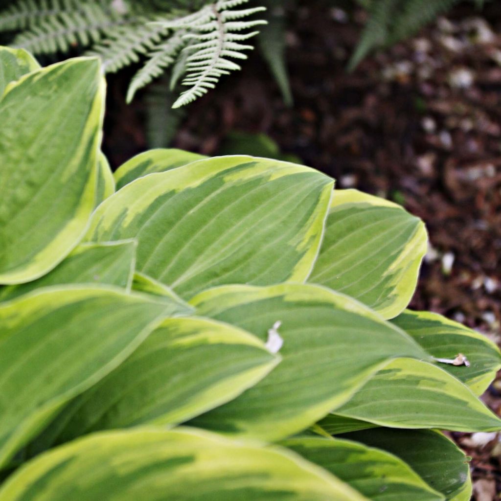 Hosta Fragrant Dream