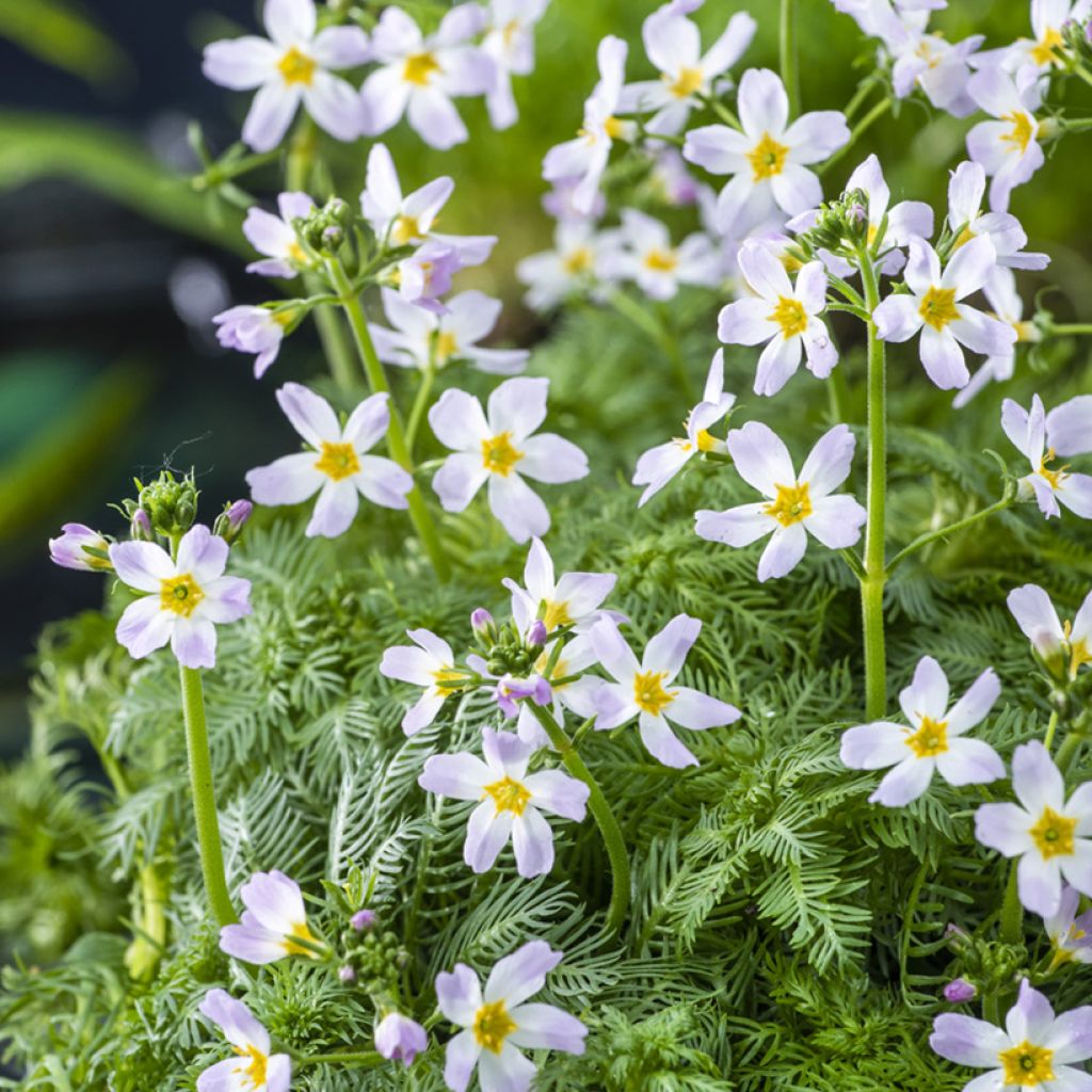 Hottonia palustris - Hottonie des marais