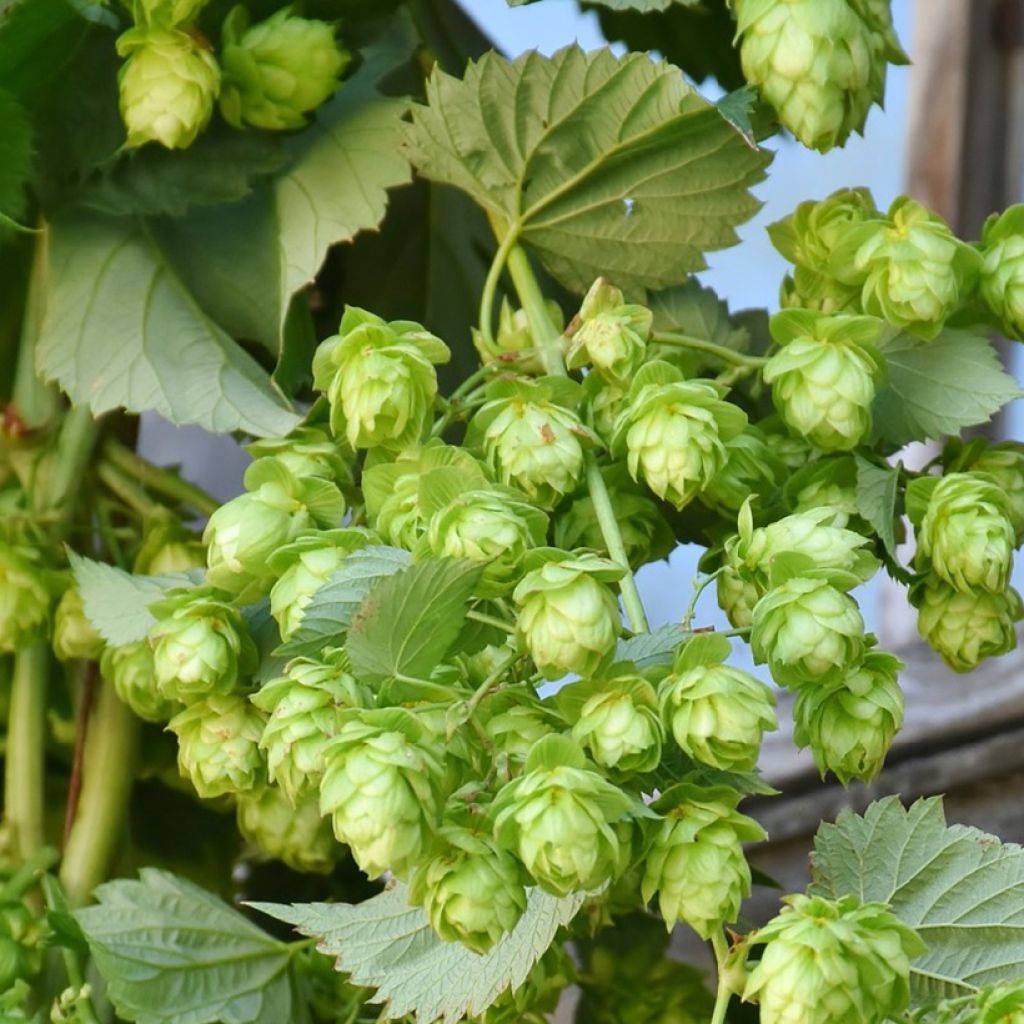 Houblon - Humulus lupulus Hallertauer Tradition