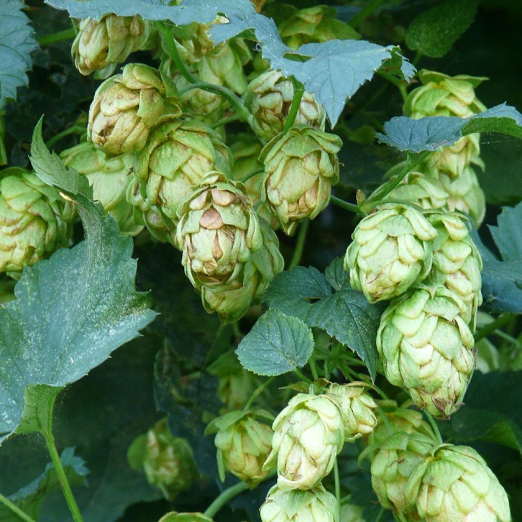 Houblon - Humulus lupulus Hallertauer Tradition