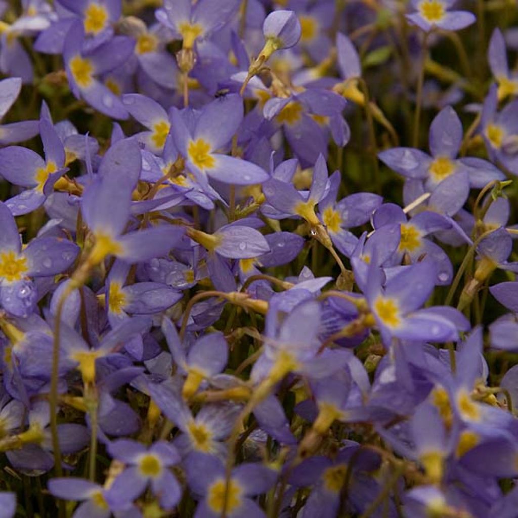 Houstonia caerulea Millard's Variety