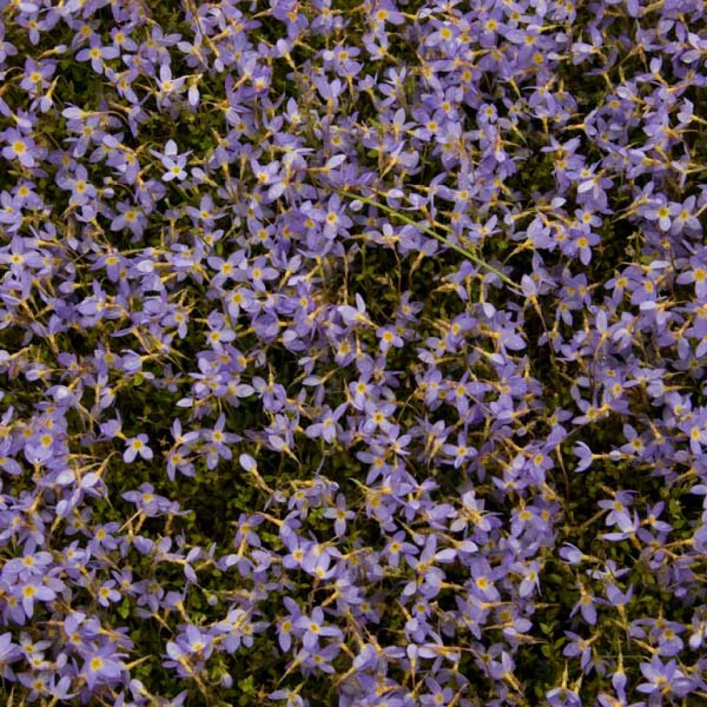 Houstonia caerulea Millard's Variety