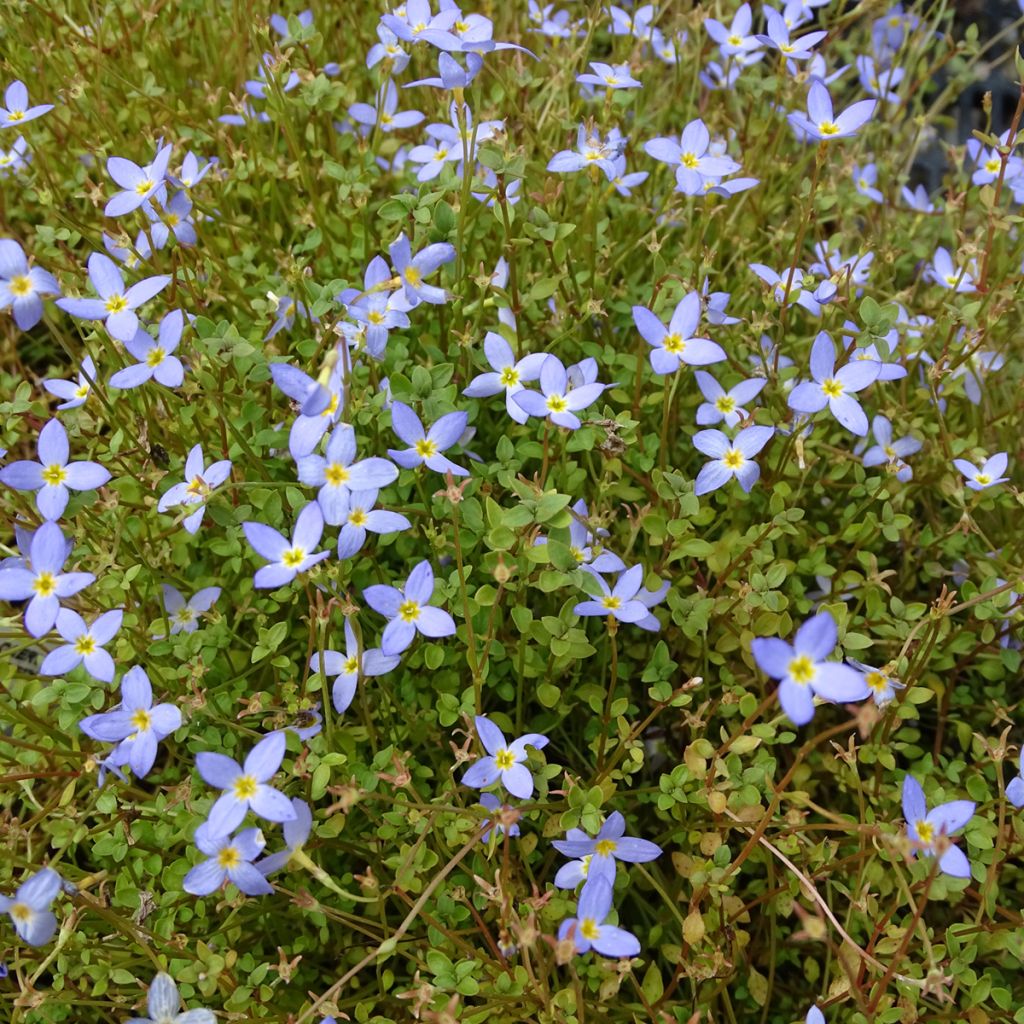 Houstonia caerulea Millard's Variety