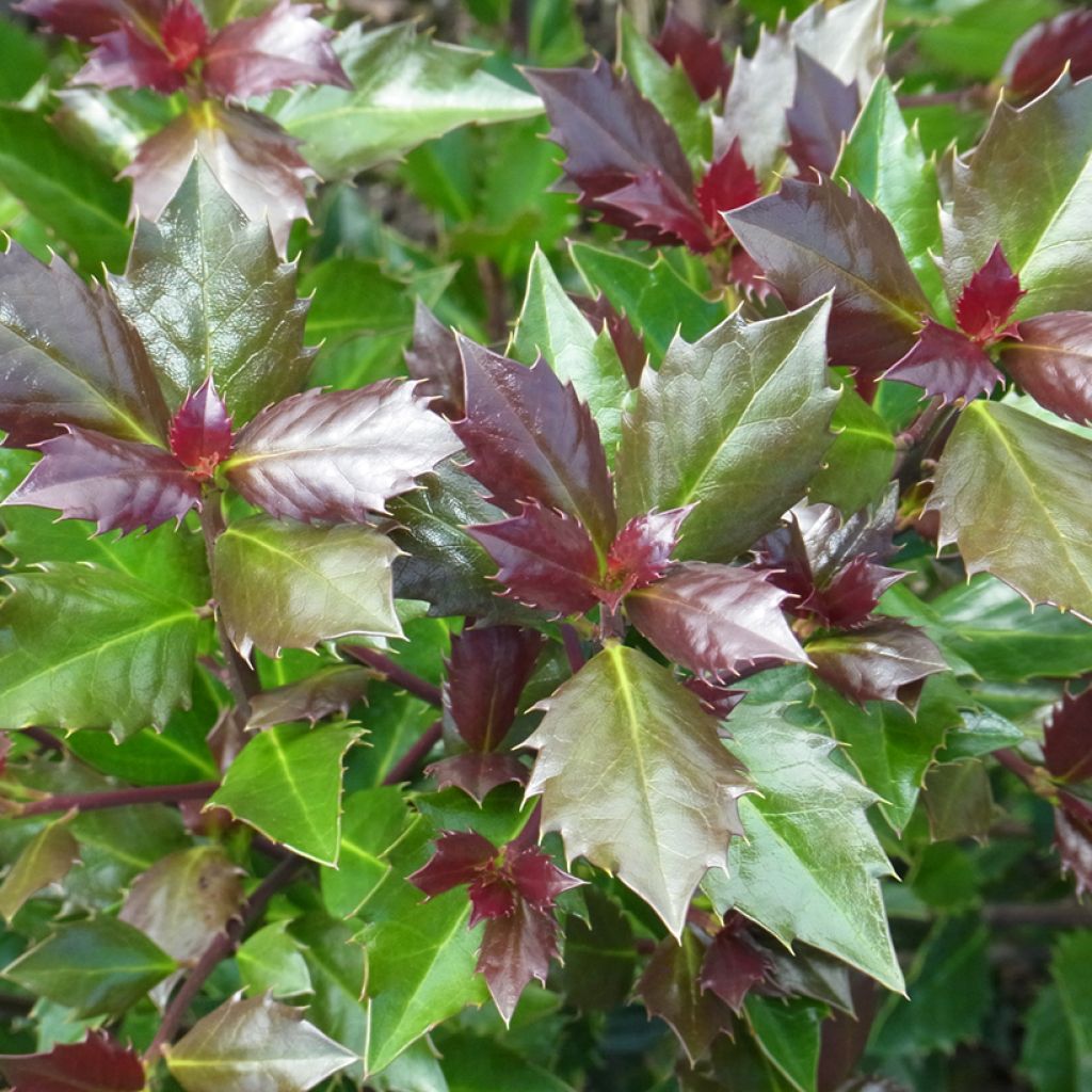 Houx américain mâle - Ilex meserveae Heckenblau