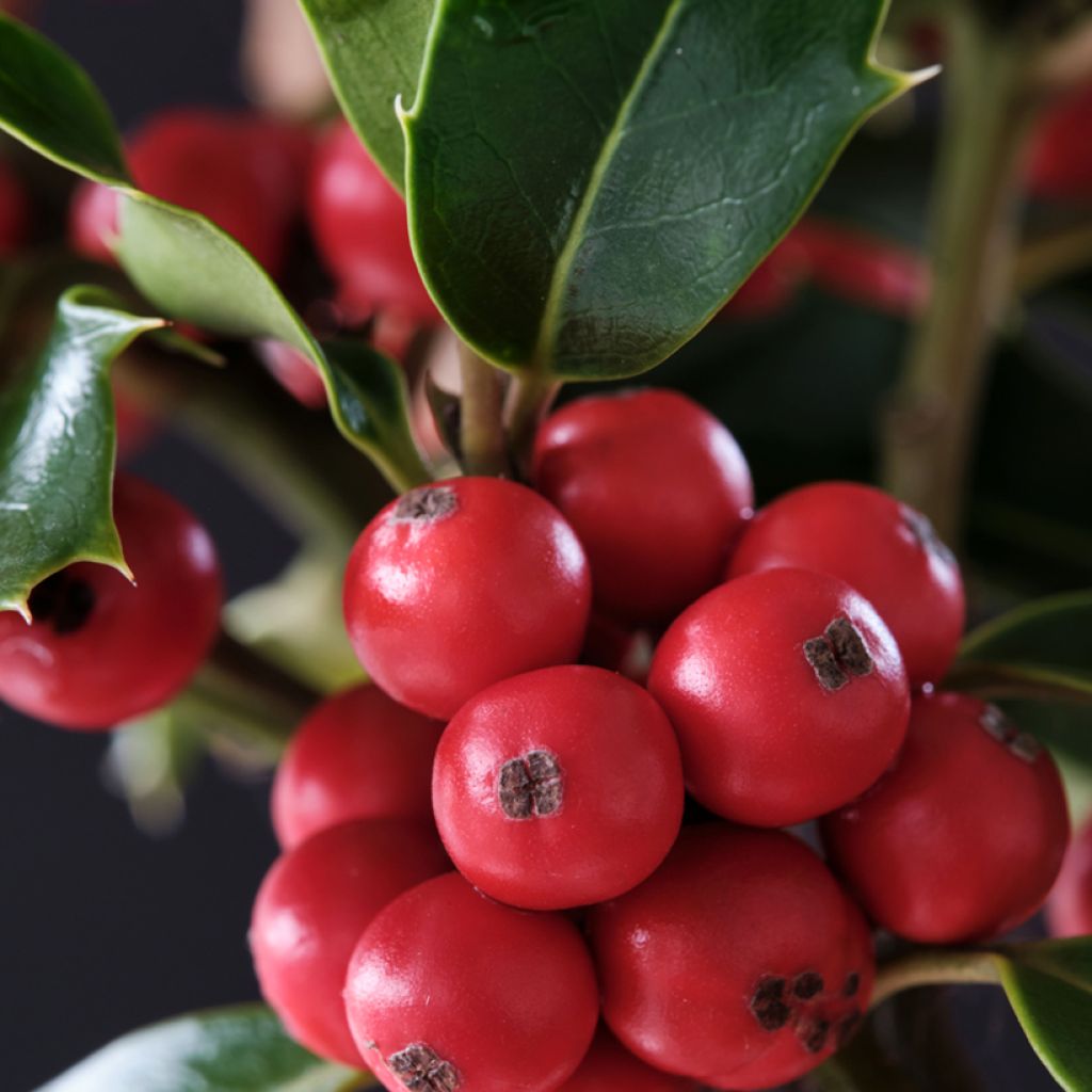 Houx américain - Ilex meserveae Magical Amoro Rosso