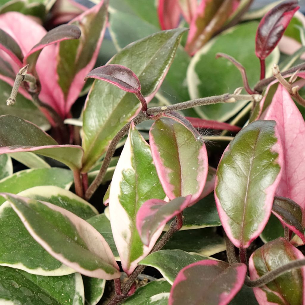 Hoya Flamingo Dream - Fleur de porcelaine