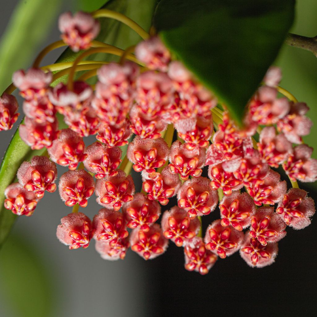 Hoya gracilis - Fleur de porcelaine