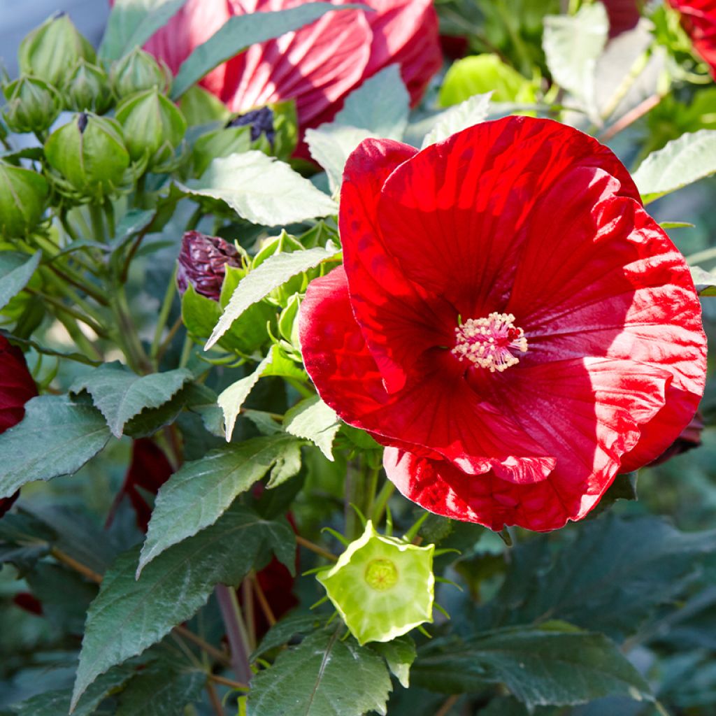 Hibiscus moscheutos Rouge