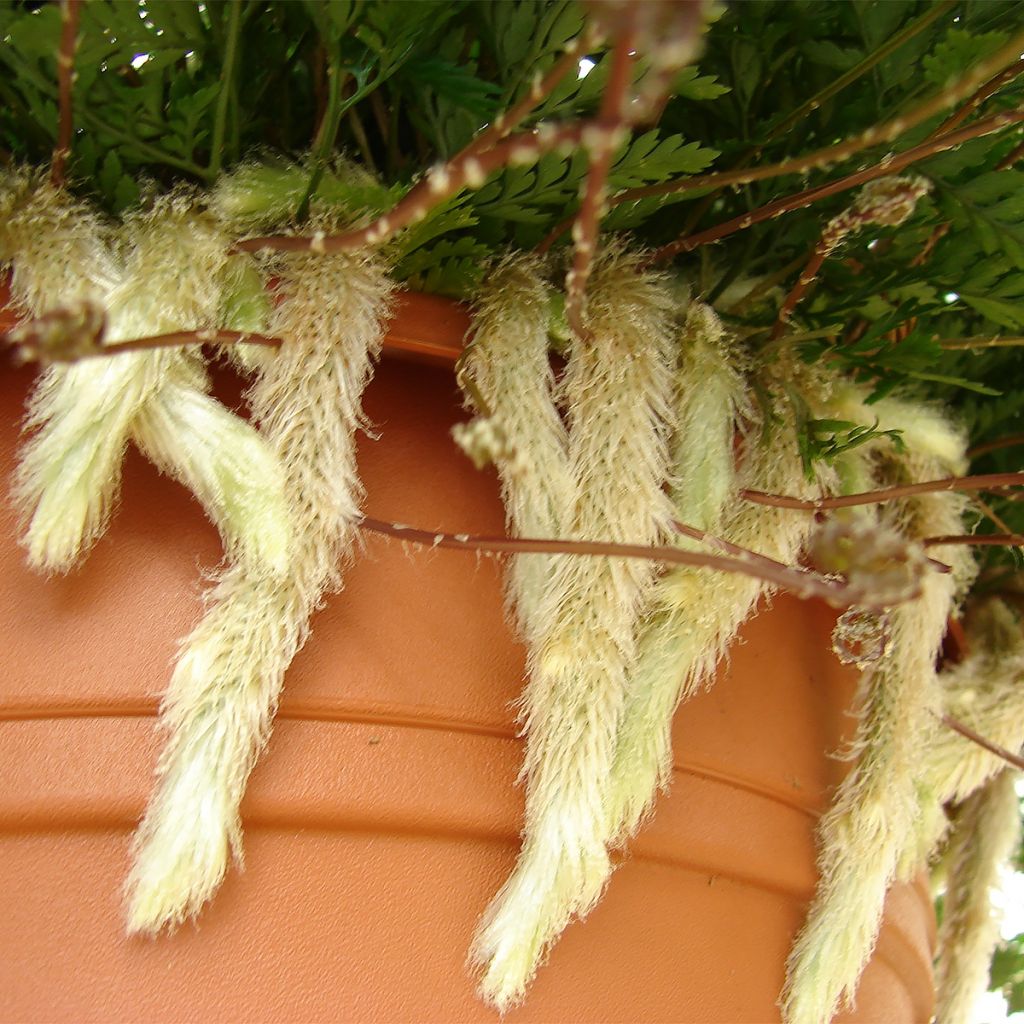 Humata tyermannii - Fougère Patte de lapin