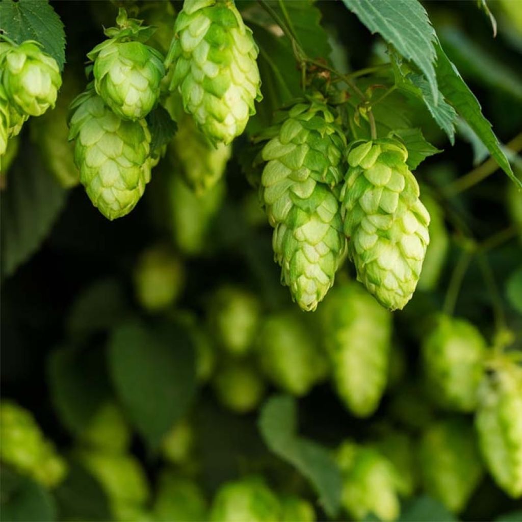 Humulus lupulus Target - houblon femelle