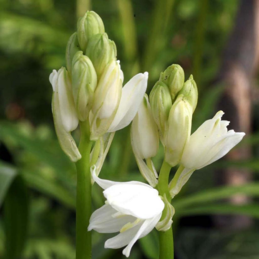 Hyacinthoides non scripta Alba - Scille nutans Blanche