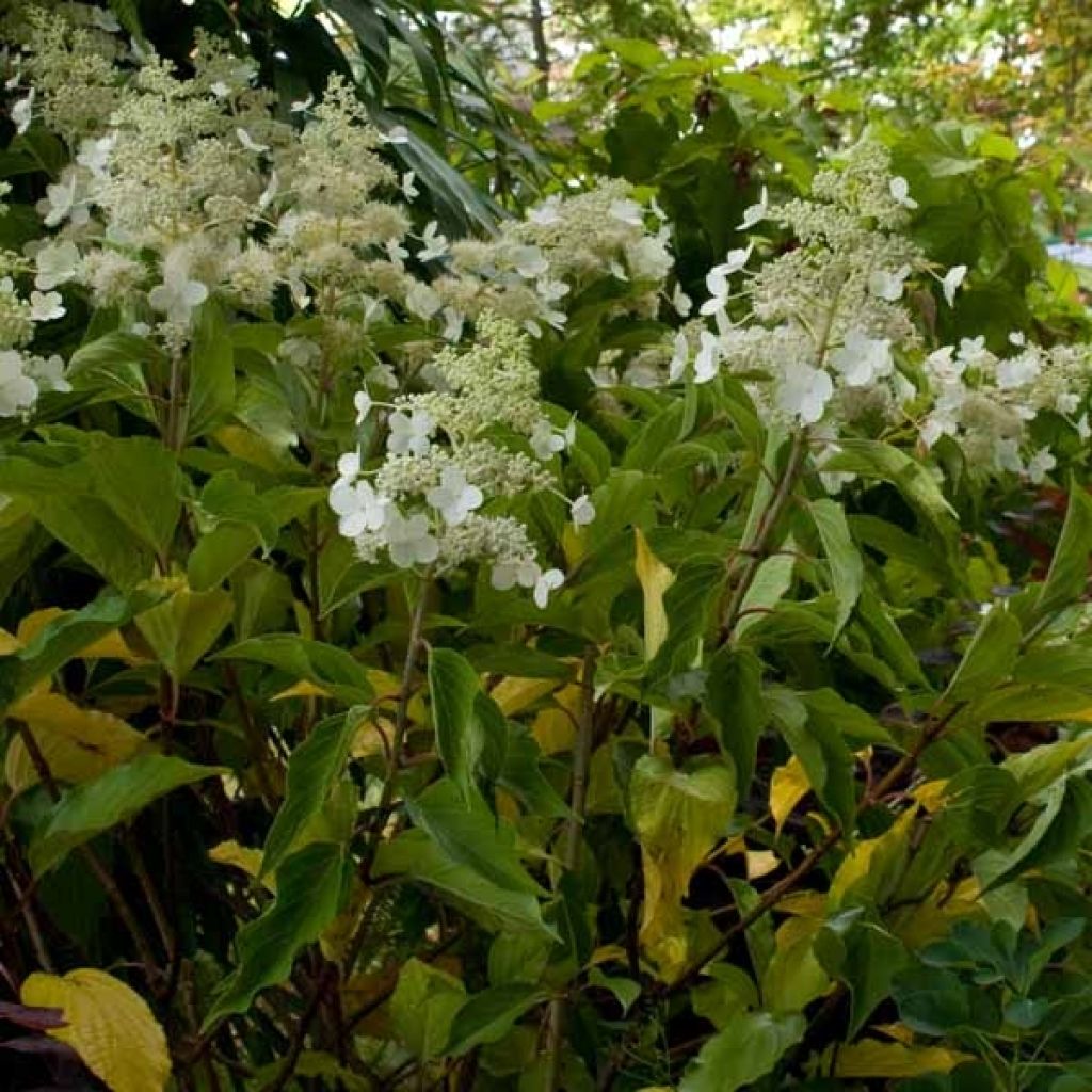 Hortensia - Hydrangea paniculata Kyushu en pot de 10 L
