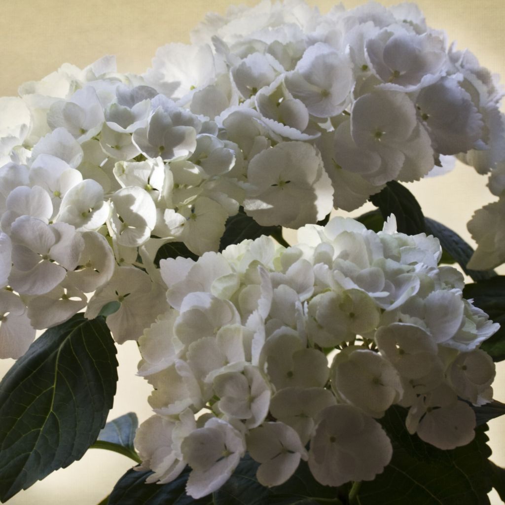 Hydrangea Magical Pearl - Hortensia