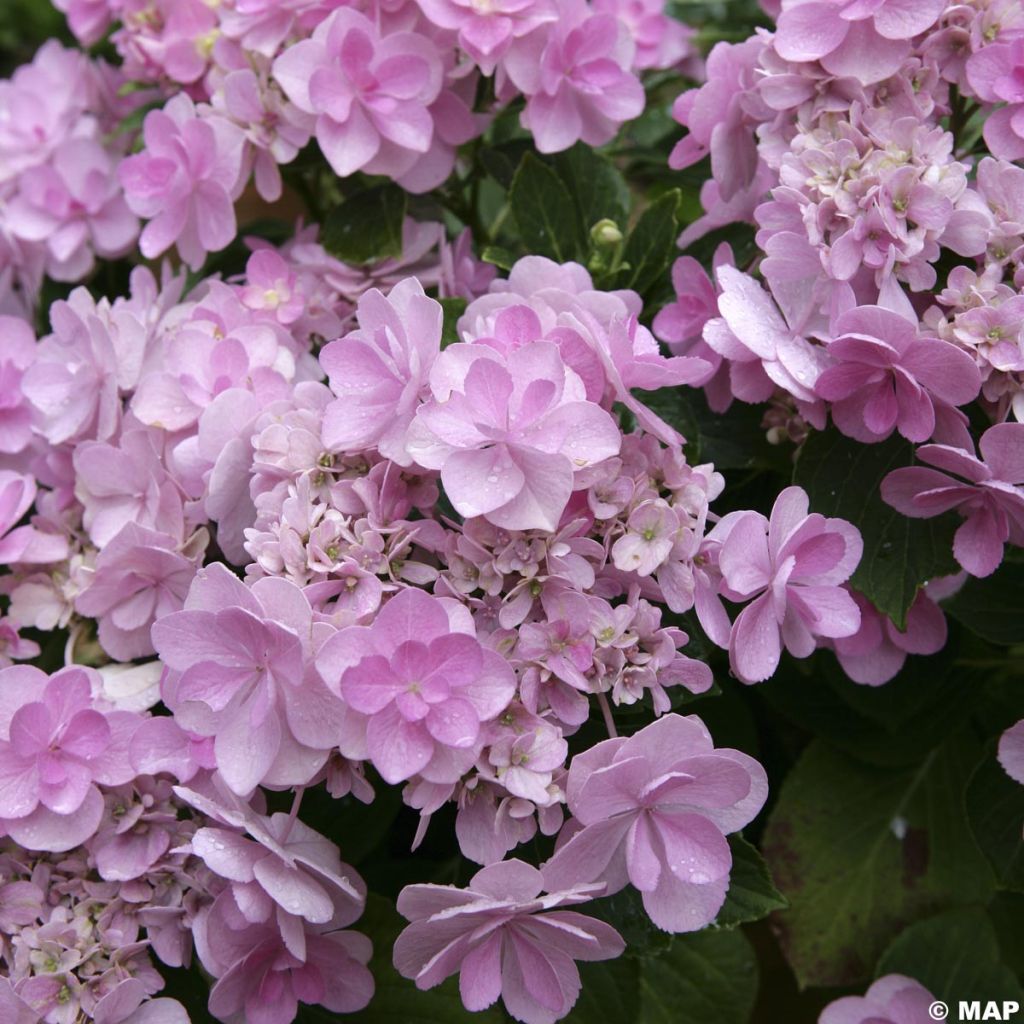 Hortensia - Hydrangea You and Me Forever