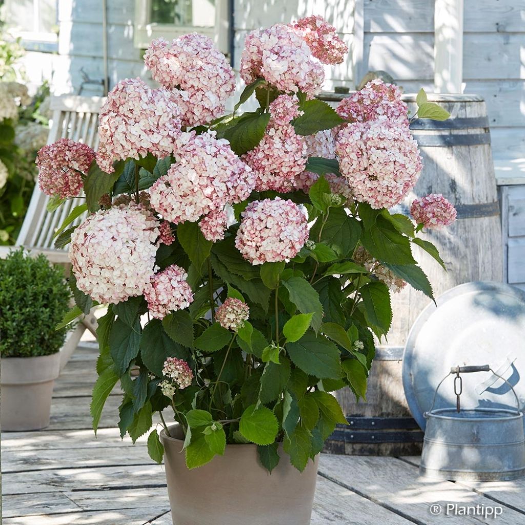 Hortensia arborescens Candybelle® Bubblegum