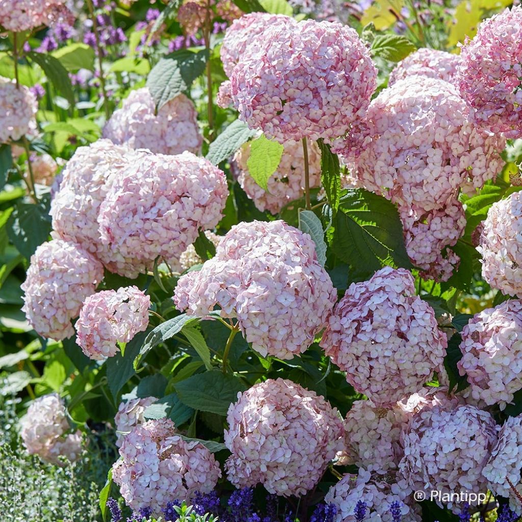 Hortensia arborescens Candybelle® Bubblegum