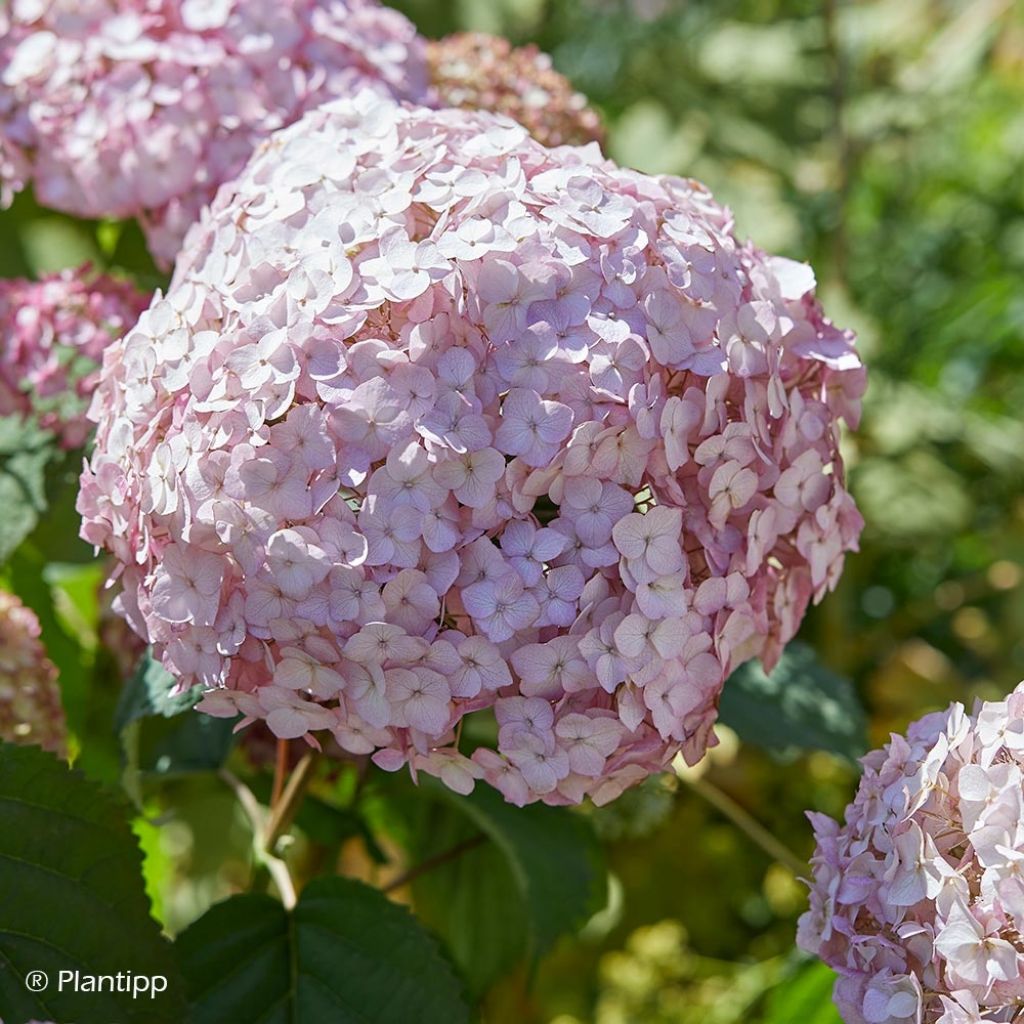 Hortensia arborescens Candybelle® Bubblegum