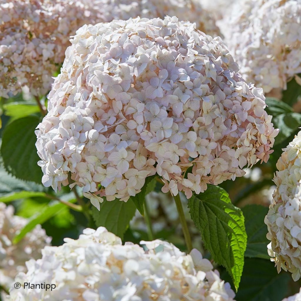 Hortensia - Hydrangea arborescens Candybelle Marshmallow