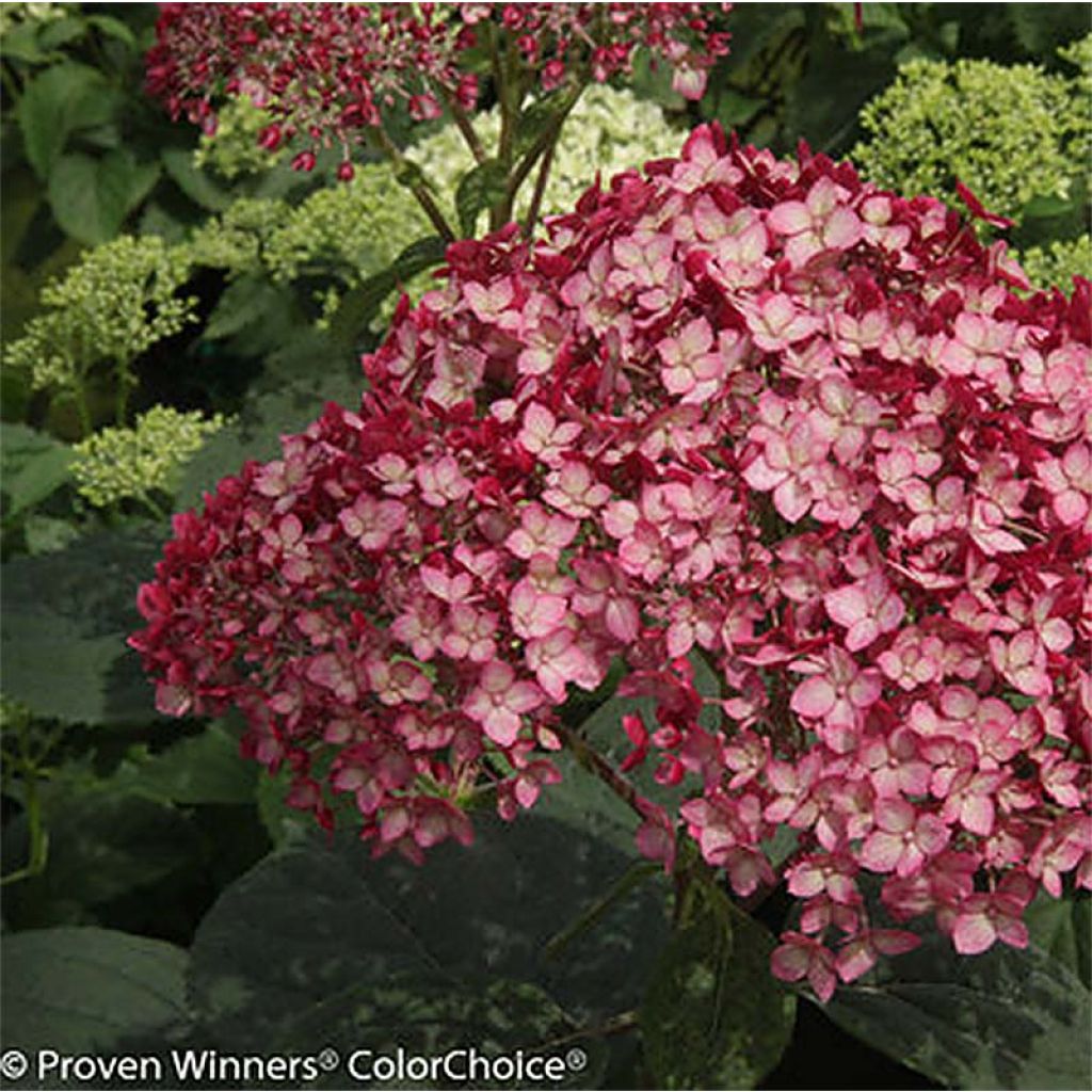 Hortensia - Hydrangea arborescens Invincibelle Ruby