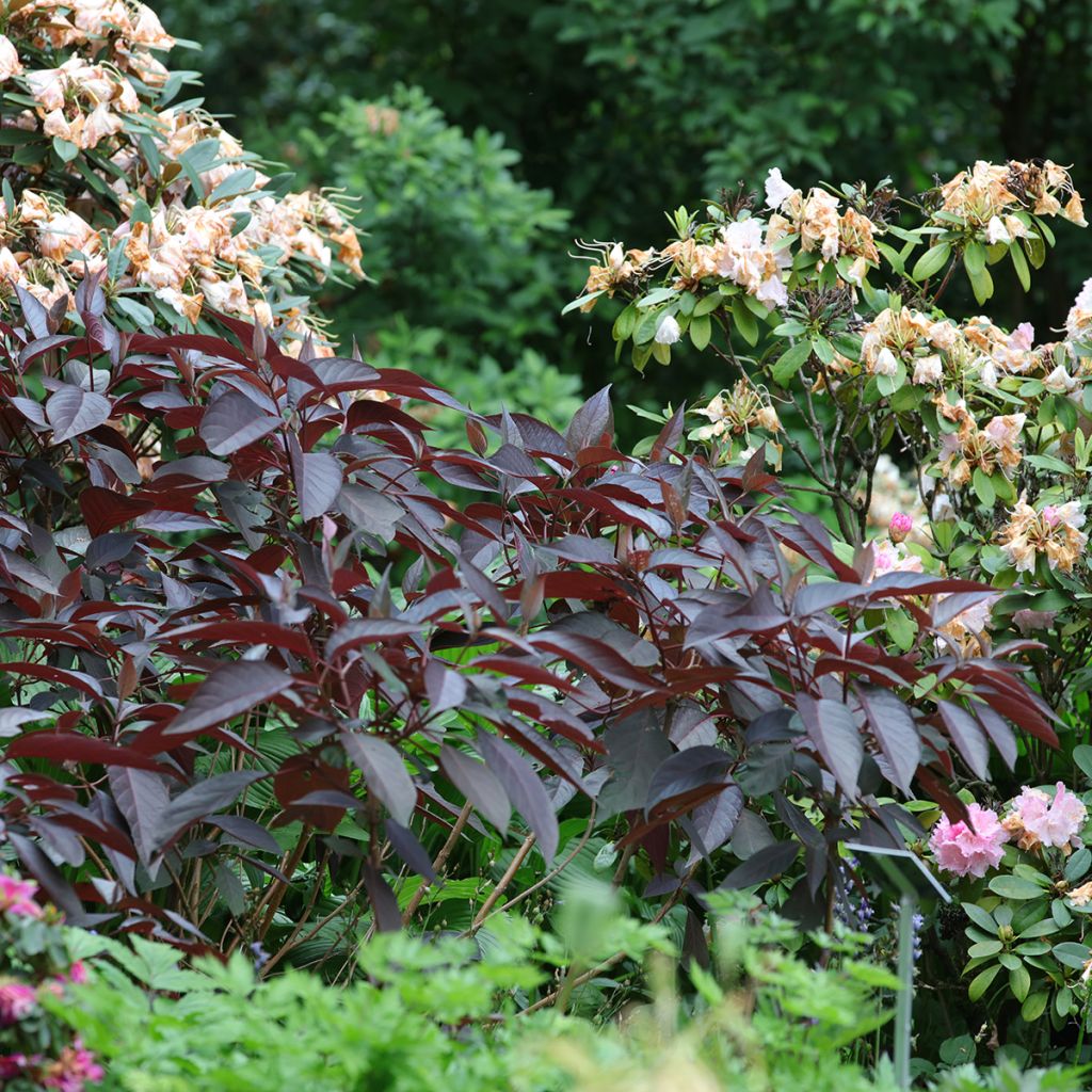 Hydrangea aspera Hot Chocolate - Hortensia brun 