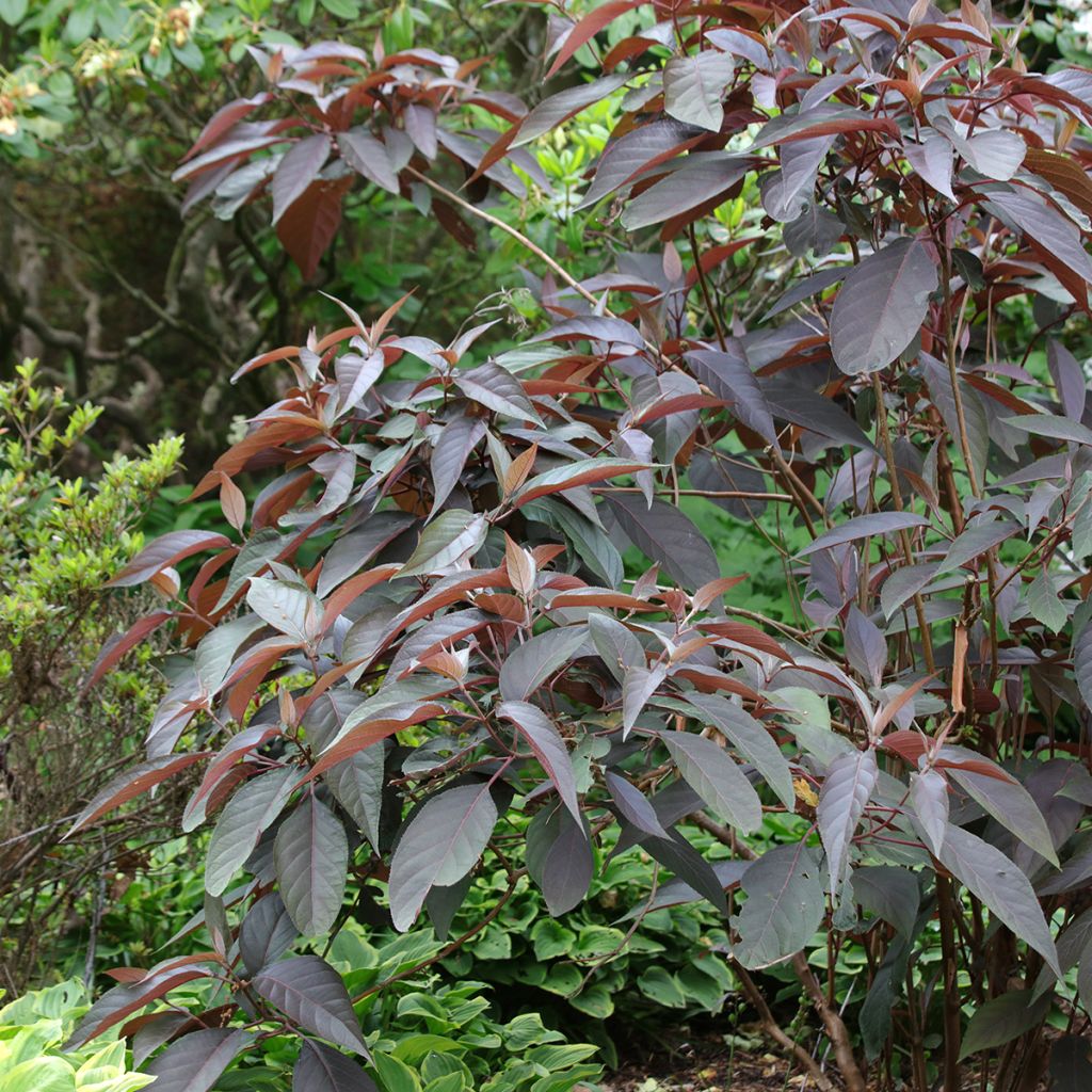 Hydrangea aspera Hot Chocolate - Hortensia brun 