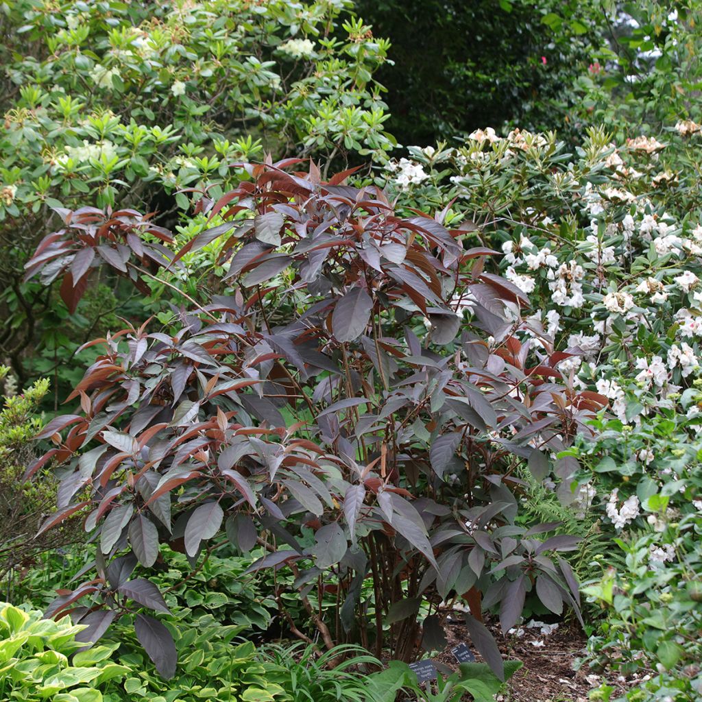 Hydrangea aspera Hot Chocolate - Hortensia brun 