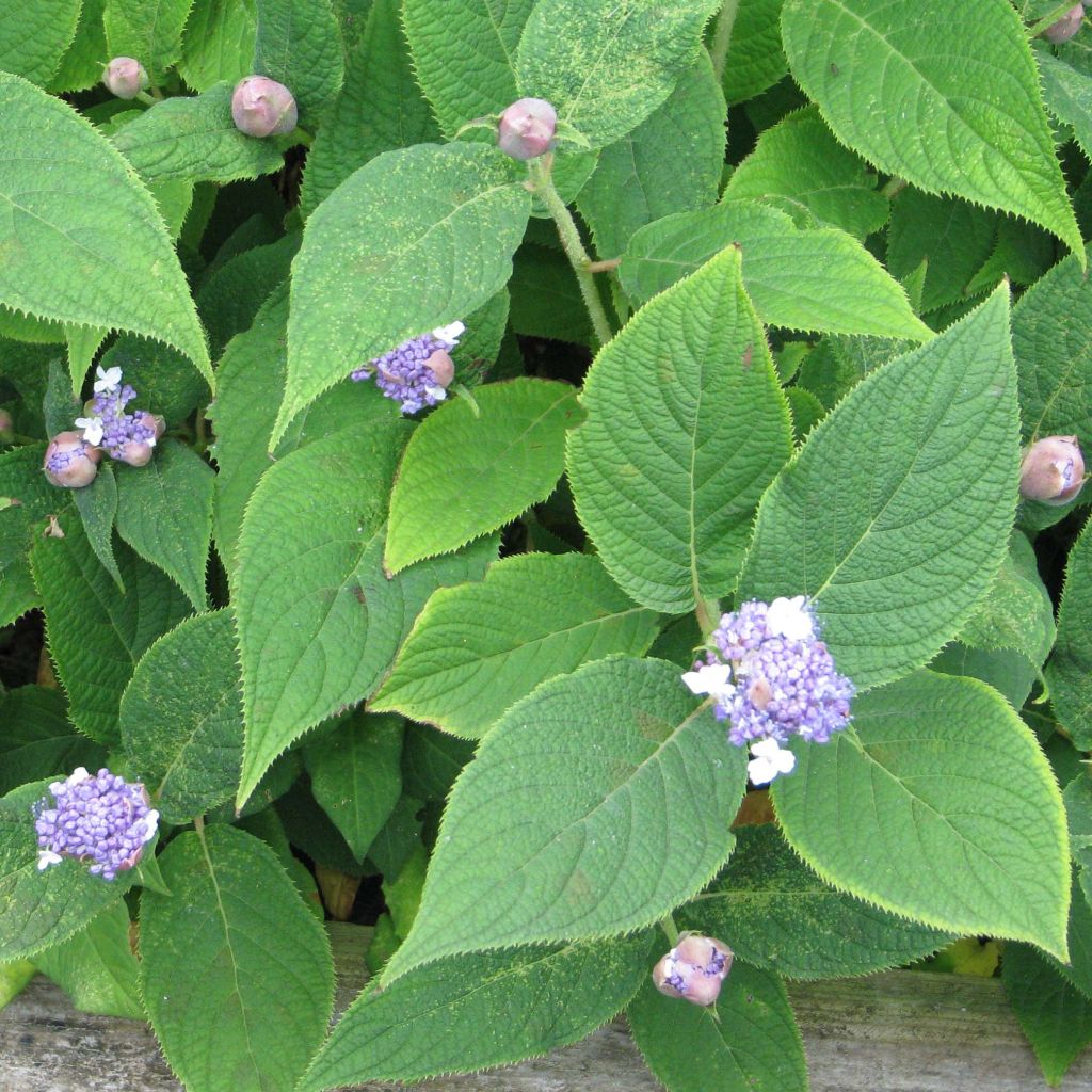 Hortensia - Hydrangea involucrata