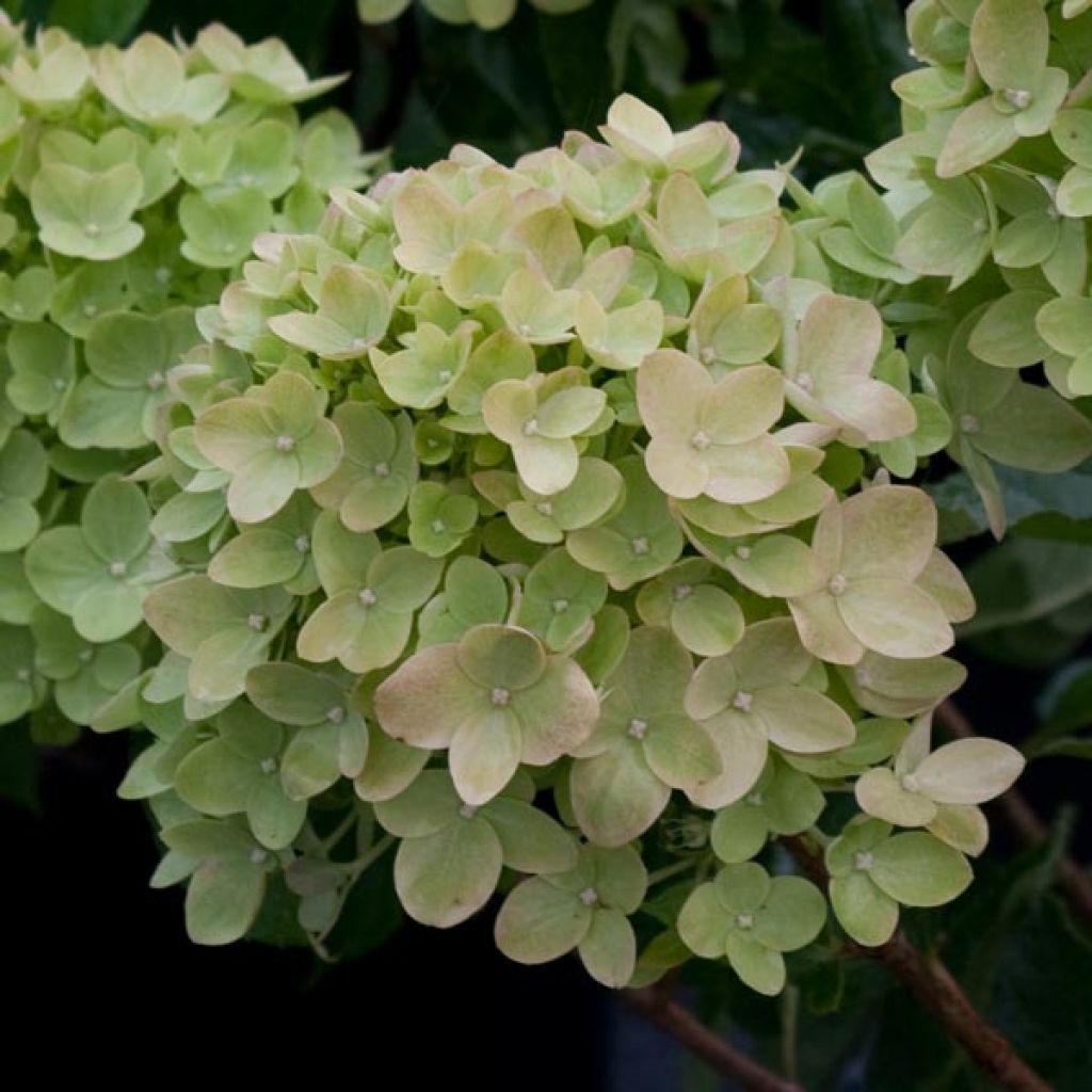 Hortensia - Hydrangea paniculata Little Lime