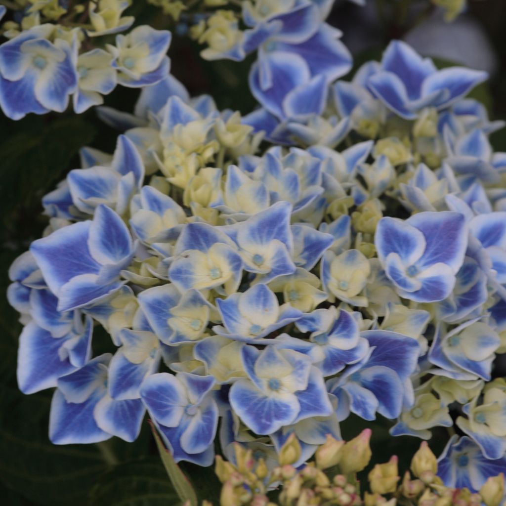 Hortensia - Hydrangea macro Lady Fujiyo