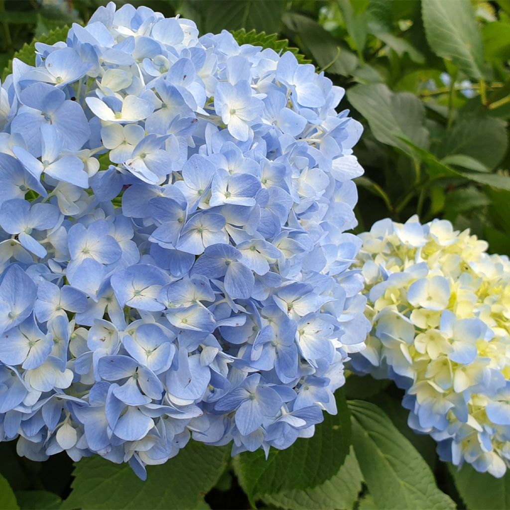 Hortensia - Hydrangea macrophylla Ankong