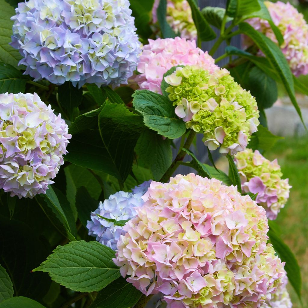 Hortensia - Hydrangea macrophylla Ankong