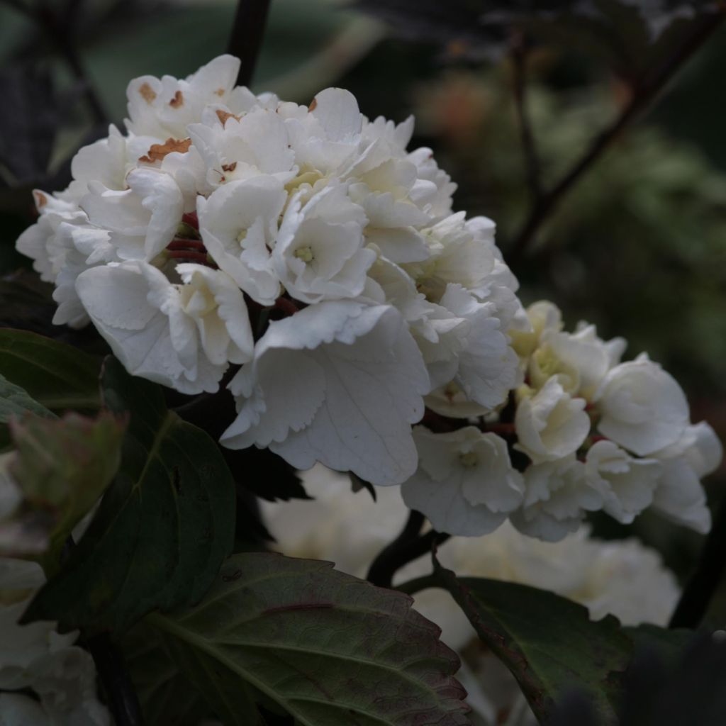 Hortensia - Hydrangea macrophylla Black Steel Zebra