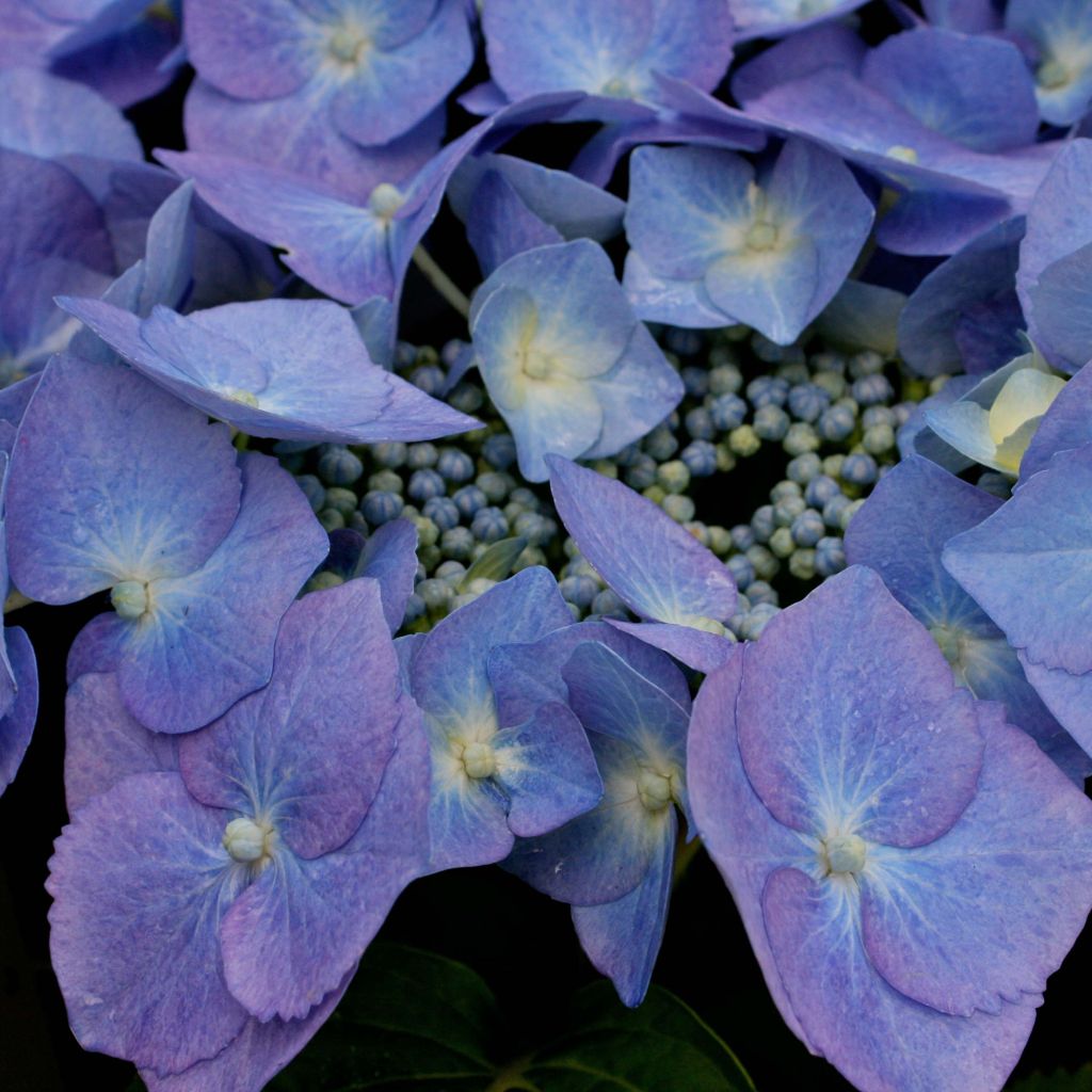 Hortensia - Hydrangea macrophylla Blaumeise