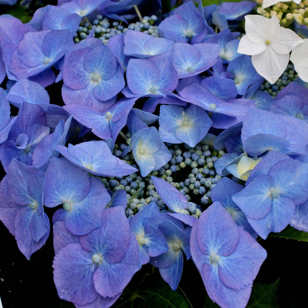 Hortensia - Hydrangea macrophylla Blaumeise