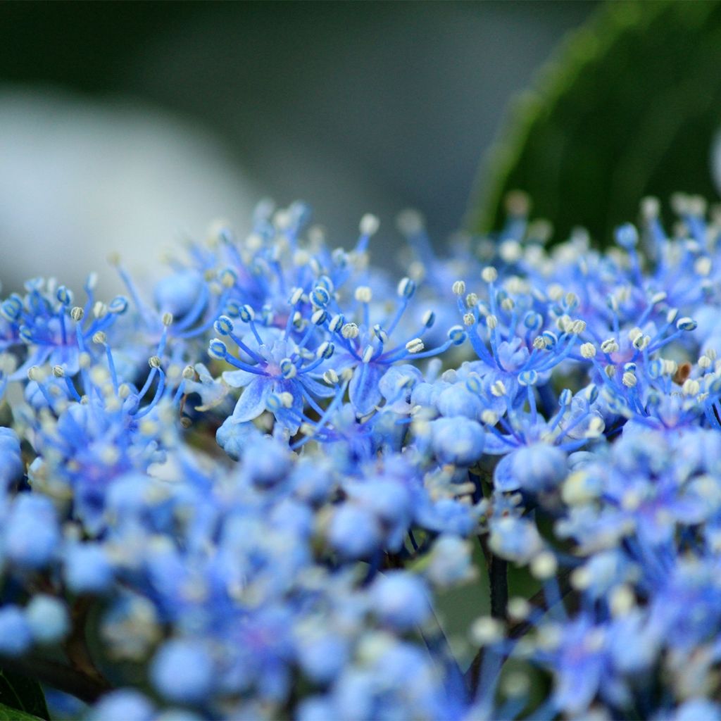 Hortensia - Hydrangea macrophylla Blue Sky