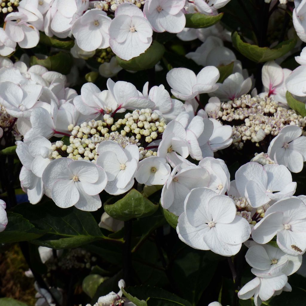 Hortensia - Hydrangea macrophylla Choco Chic®