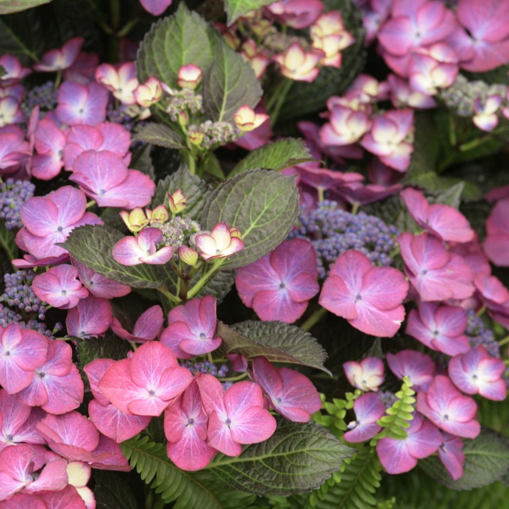 Hortensia - Hydrangea macrophylla Dark Angel Purple