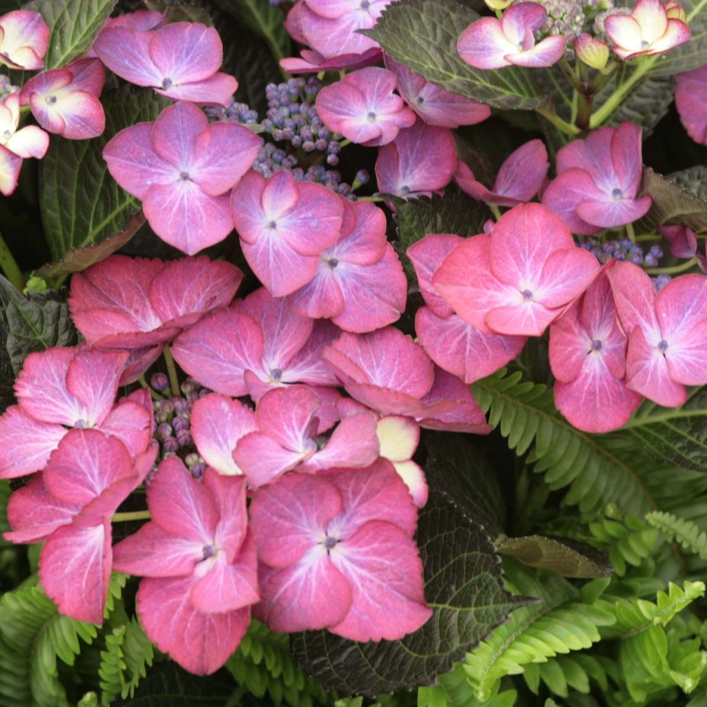 Hortensia - Hydrangea macrophylla Dark Angel Purple