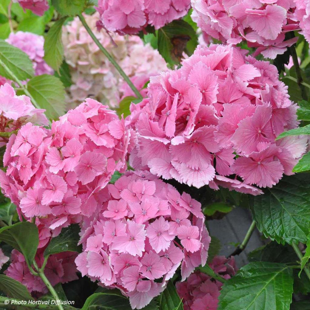 Hortensia - Hydrangea macrophylla Dolce Farfalle