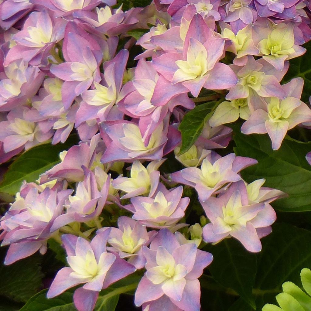 Hortensia - Hydrangea macrophylla Double Dutch Blue