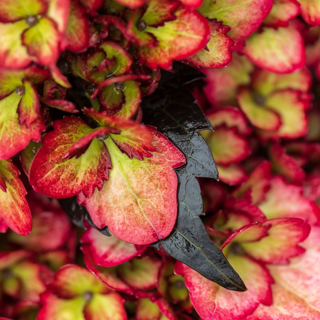 Hortensia - Hydrangea macrophylla Eclipse