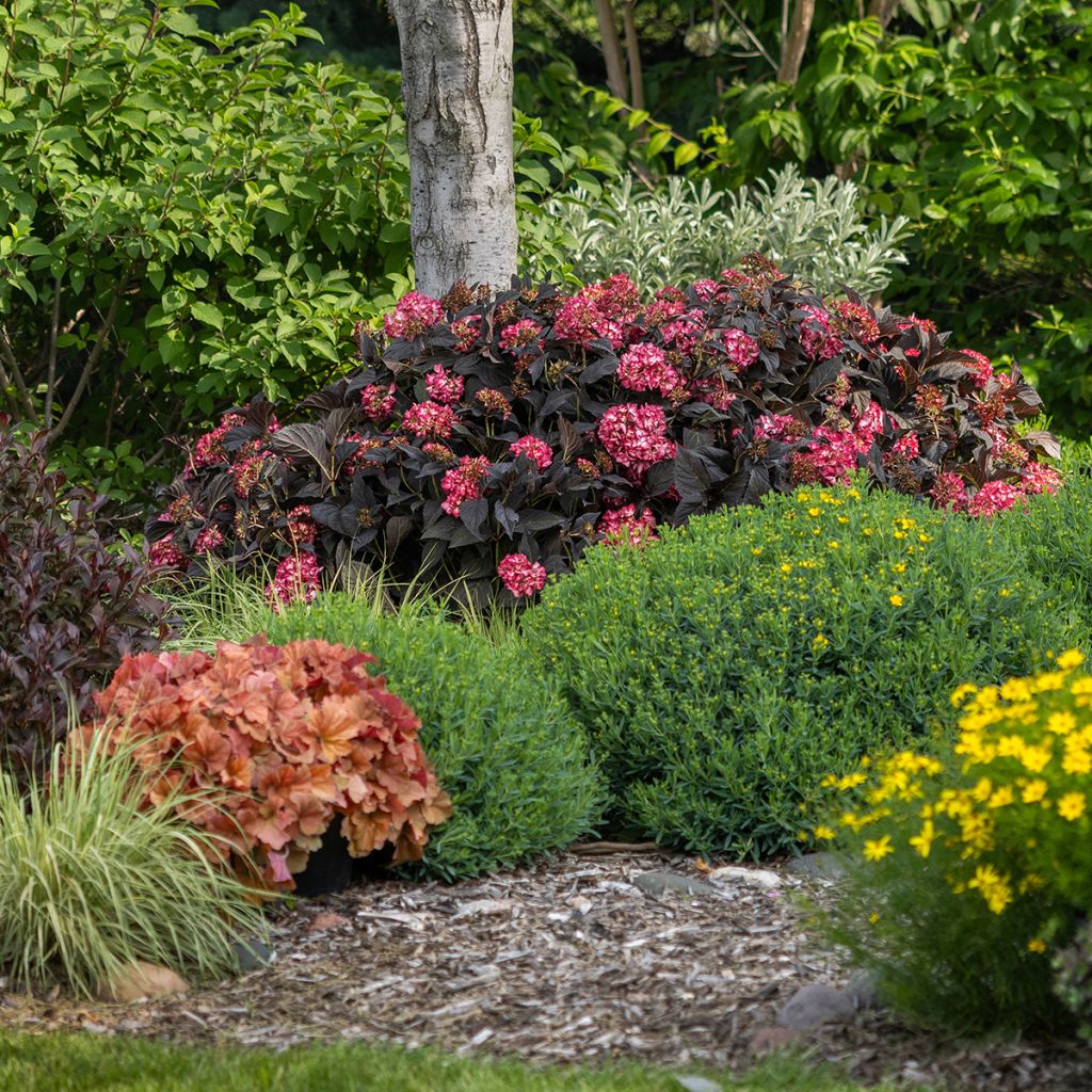 Hortensia - Hydrangea macrophylla Eclipse