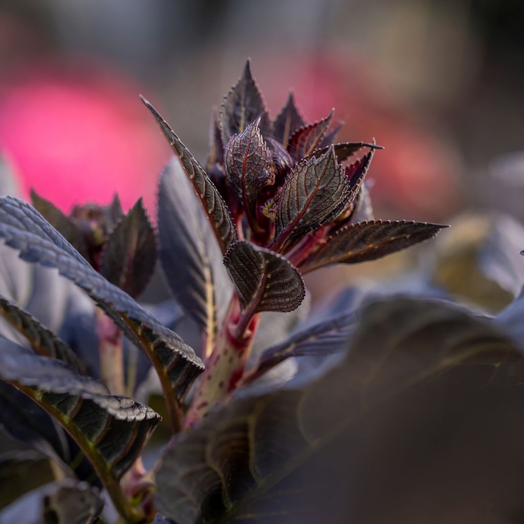 Hortensia - Hydrangea macrophylla Eclipse