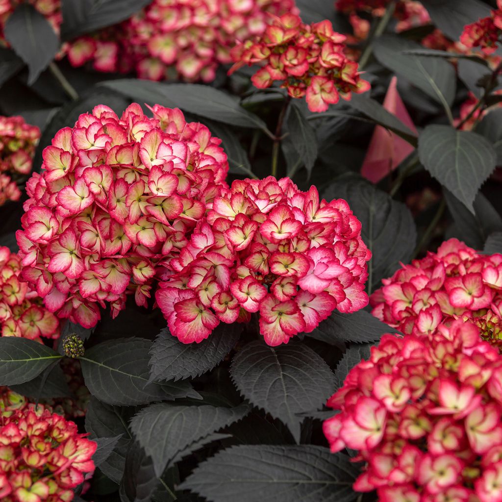 Hortensia - Hydrangea macrophylla Eclipse