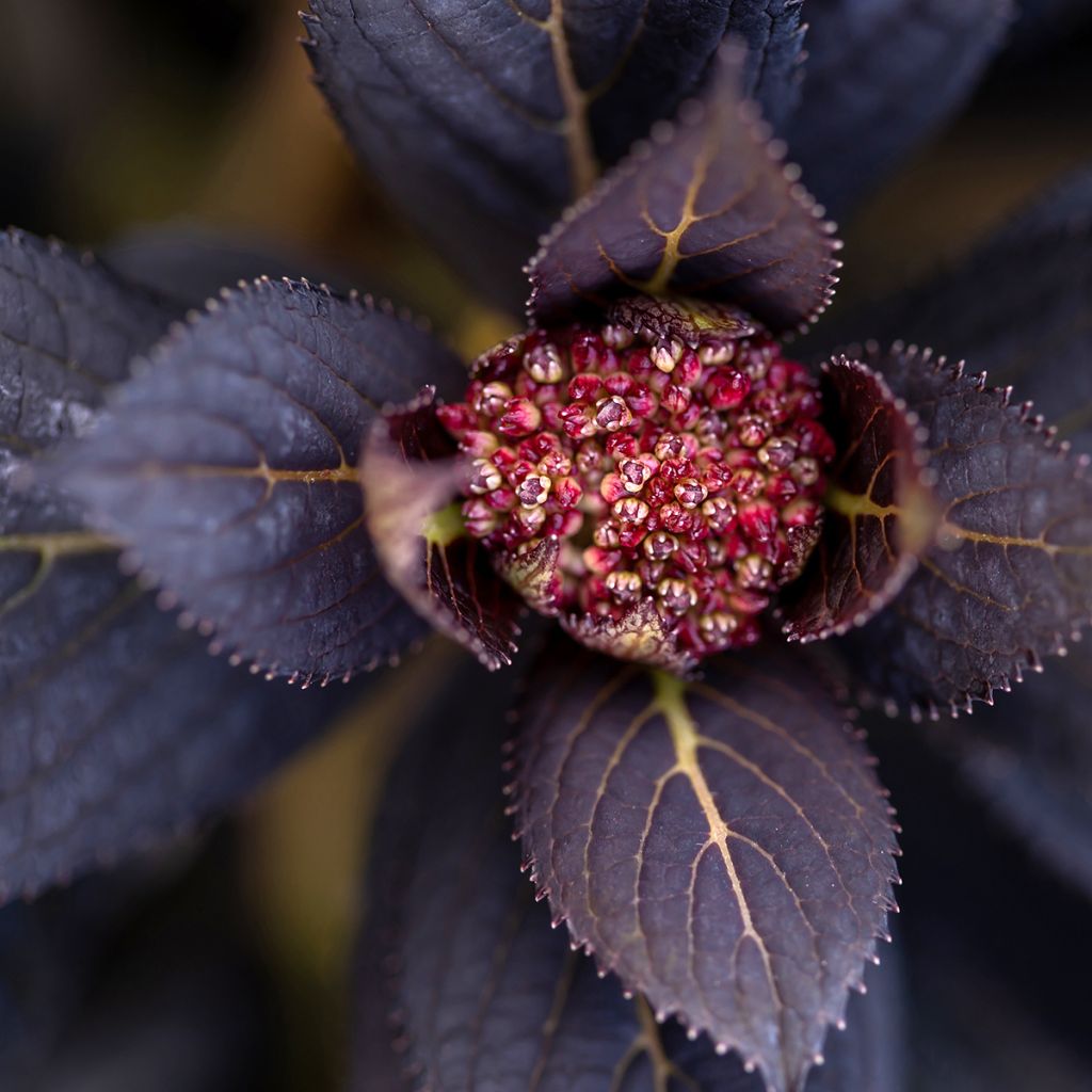 Hortensia - Hydrangea macrophylla Eclipse