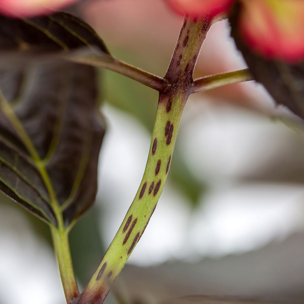 Hortensia - Hydrangea macrophylla Eclipse