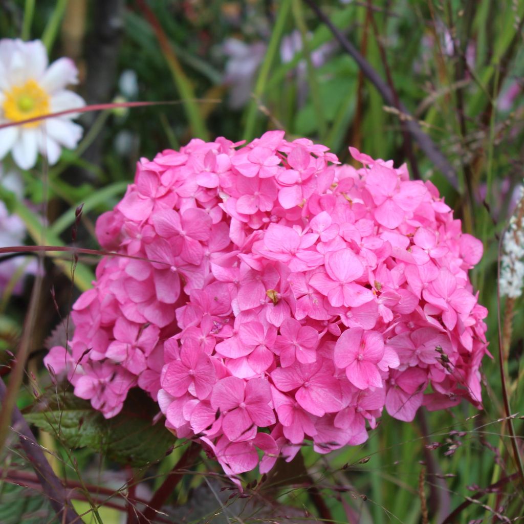 Hortensia  - Hydrangea macrophylla Endless Summer'® Bloomstar
