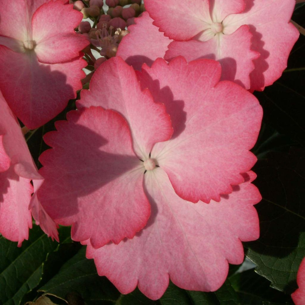 Hortensia - Hydrangea macrophylla French Cancan®