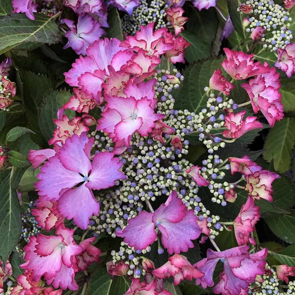 Hortensia - Hydrangea macrophylla French Cancan