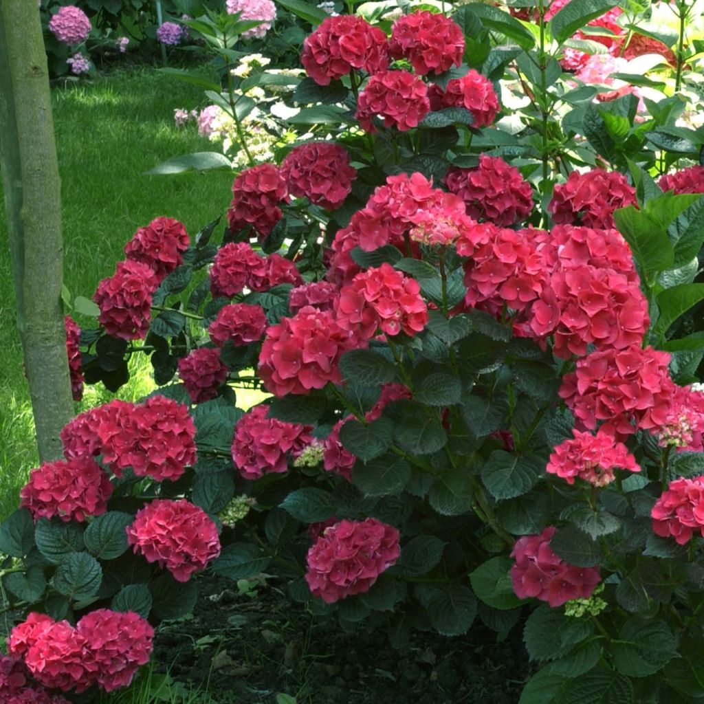 Hortensia - Hydrangea macrophylla Julisa